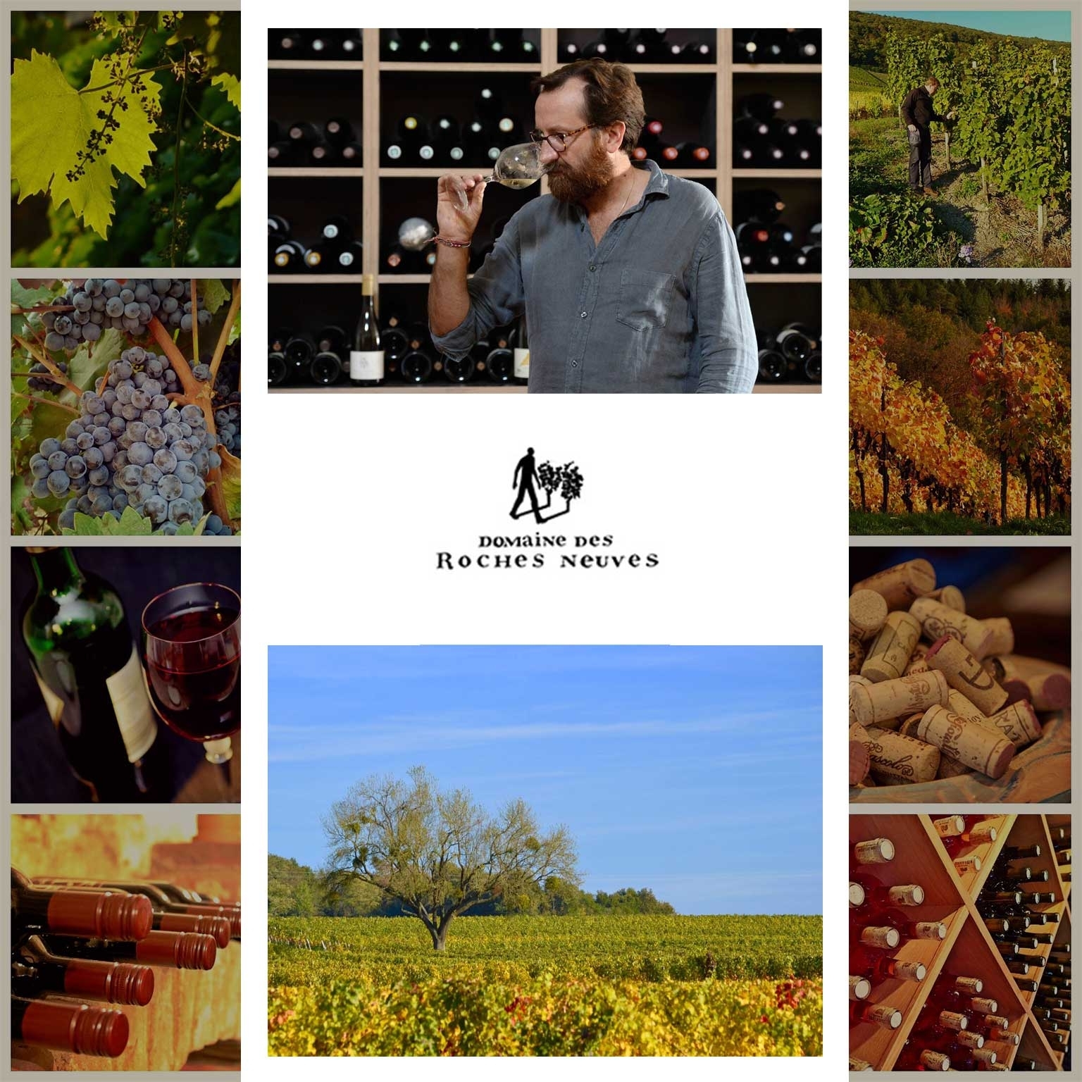 Domaine des Roches Neuves